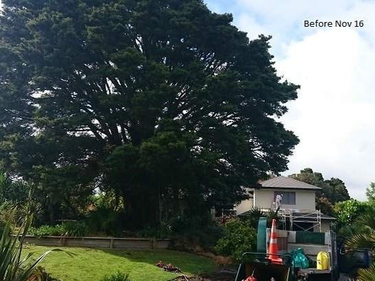 Before: a very large, dense tree towering over a two-storey house and garden, the crew truck parked in front