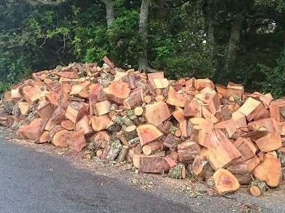 Finished: the whole tree cut into a large pile of firewood rounds on the roadside next to the truck