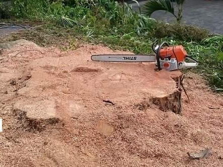 After: the stump cut down low and flat, a chainsaw resting on top of it