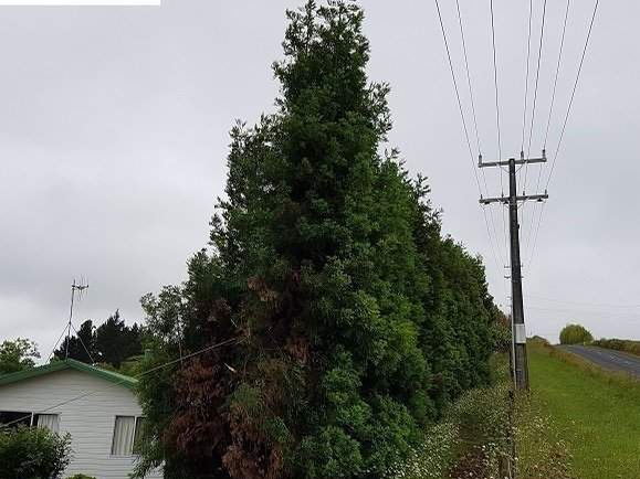 Before: tall conifers grown up into the power lines along a rural road beside a house