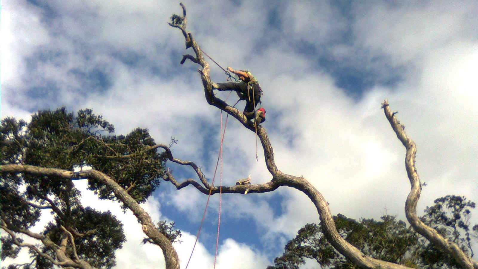 Arborist on climbing ropes high in the bare branches of a dead tree, cutting it down piece by piece against a cloudy sky