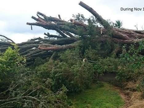 The crown of a large tree lying across a garden after being felled, with the lawn beside it undamaged