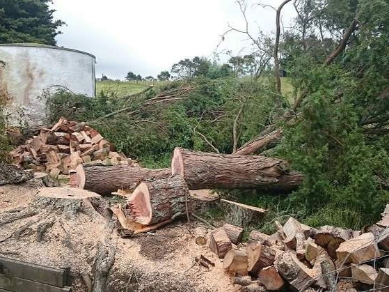 A felled pine cut into logs beside a water tank, with a pile of split firewood in the foreground