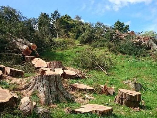 Several large trees felled on a grassy hillside, the trunks cut into rounds around the stumps