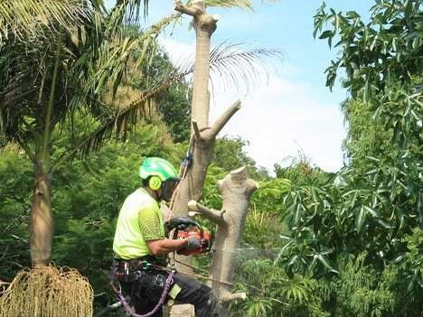 Climber in a green helmet and hi-vis shirt roped to a bare trunk, cutting it down in sections among palms